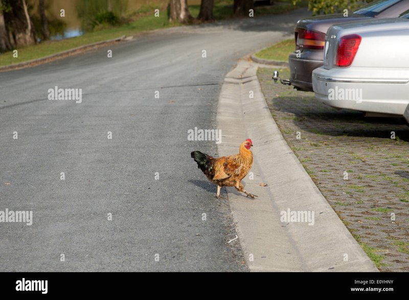 Best jugar chicken road in Spain